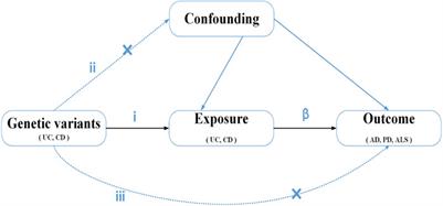 Effects of ulcerative colitis and Crohn’s disease on neurodegenerative diseases: A Mendelian randomization study